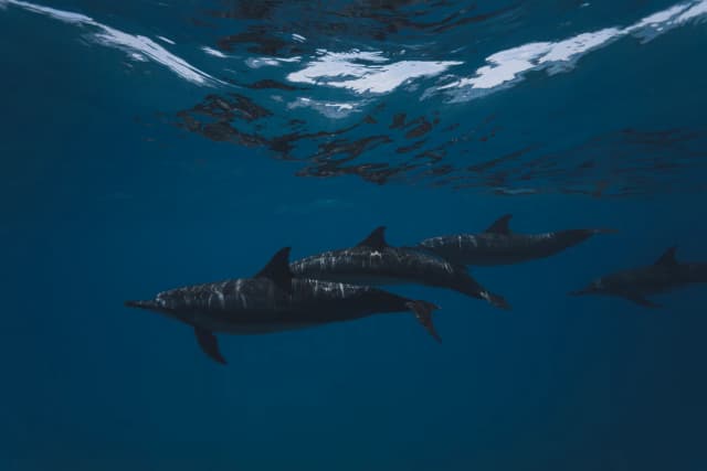 马尔代夫清澈海水中的海洋生物